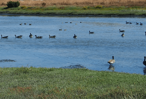 A marshy area full of birds